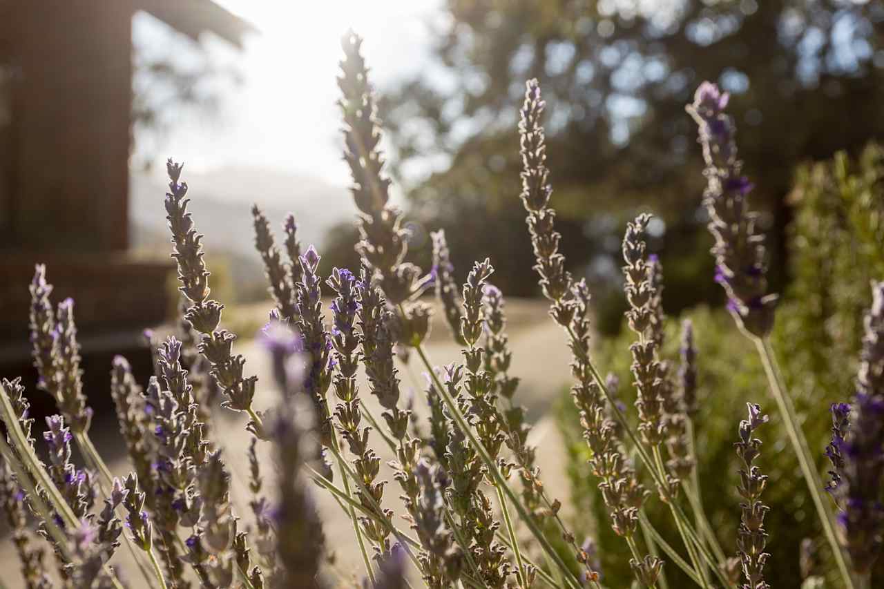 Camp Carmel Valley - Glamping