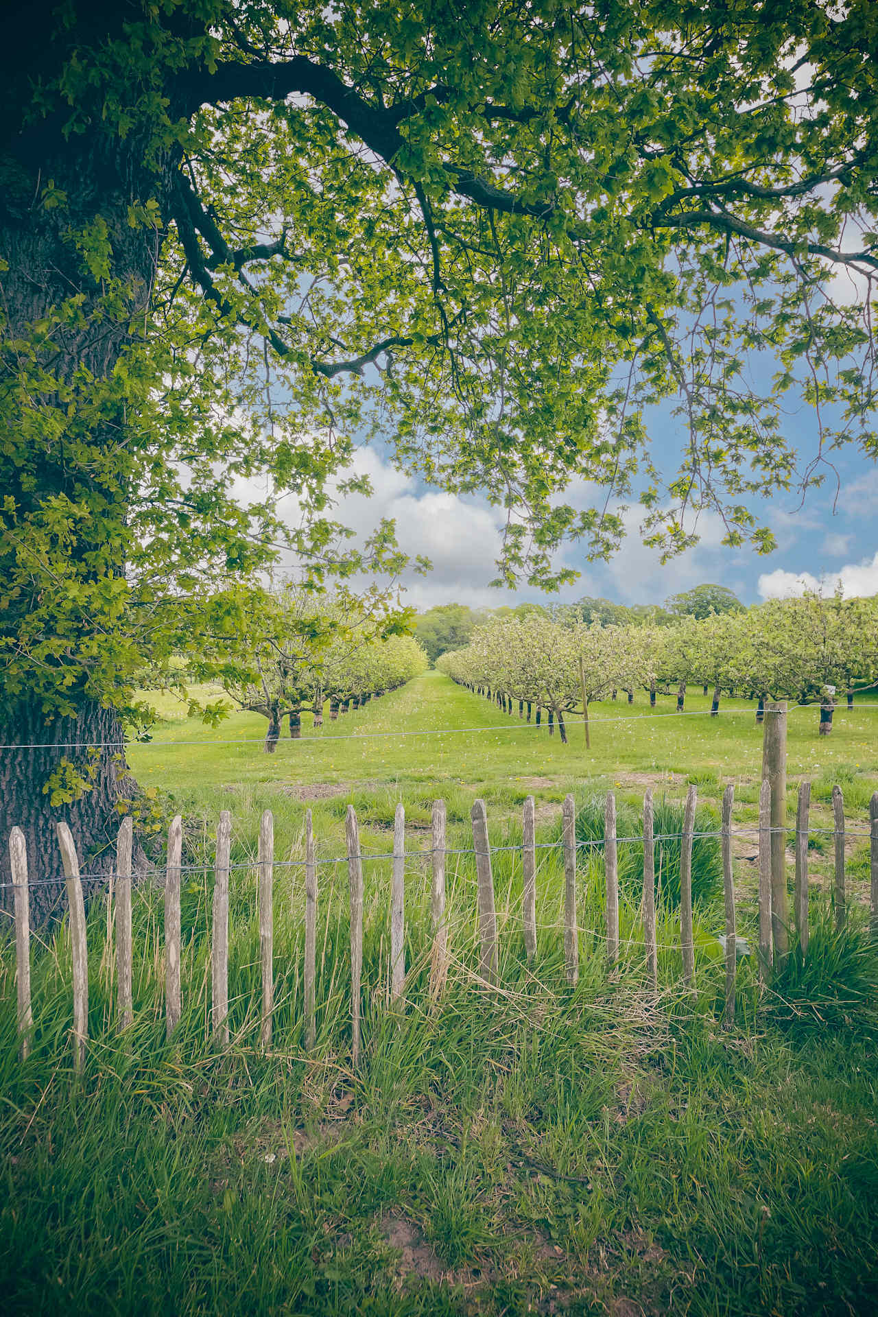 Plum Camping at White House Farm