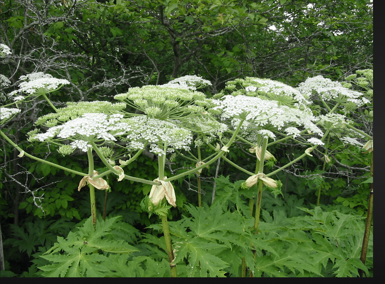 This Giant Hog Weed Plant is TOXIC to the touch. It has been growing next to the creek (not the part by the driveway - but down towards the pond(s). 