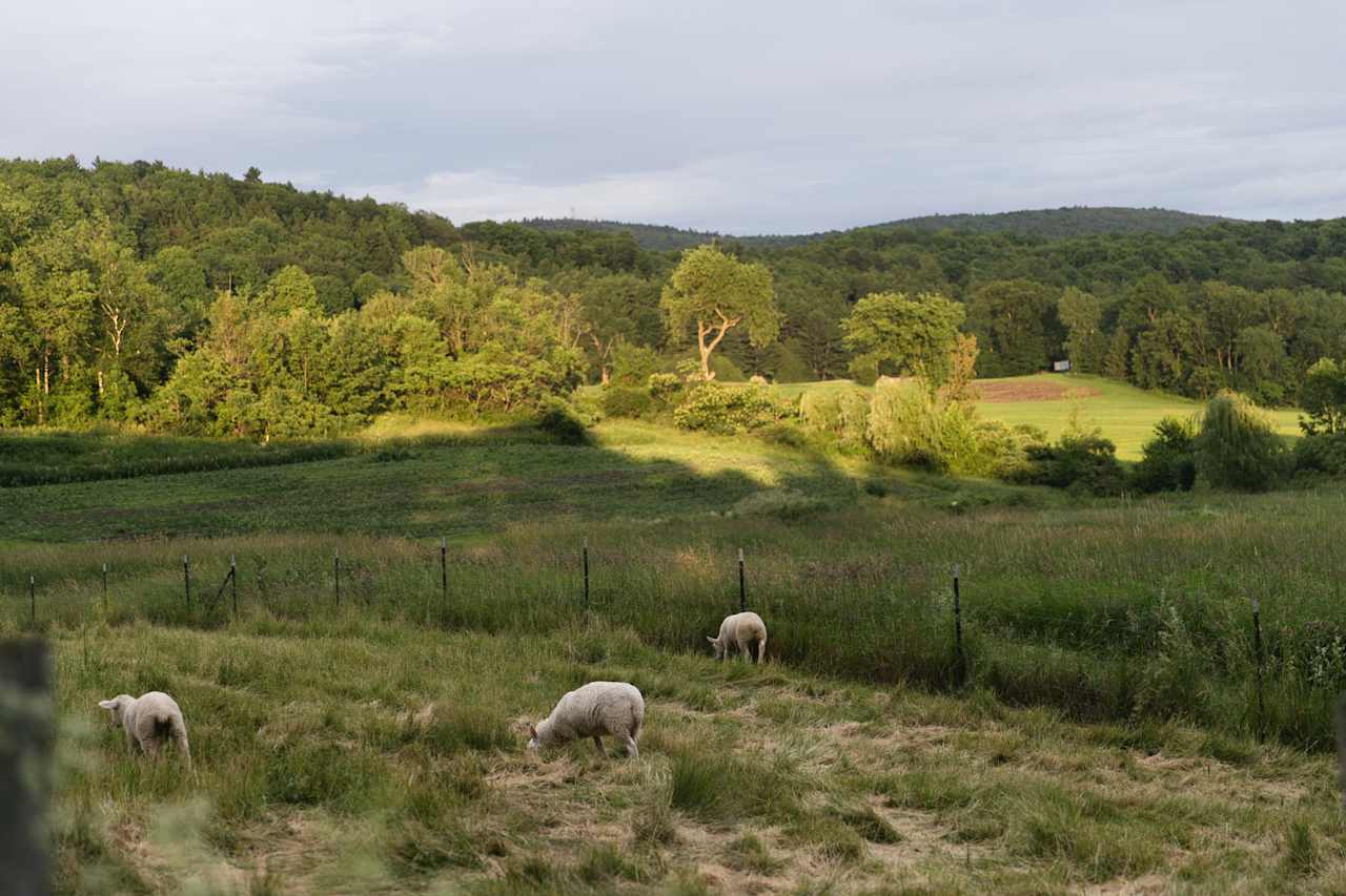 Evening view from the tent.