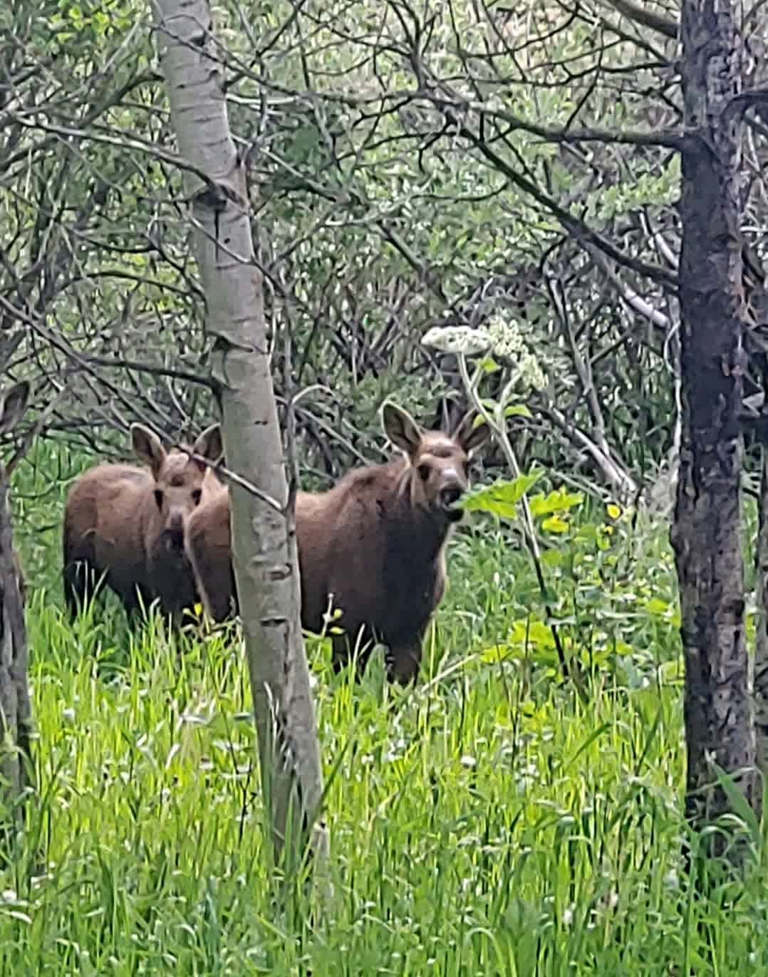 Our Resident Twin Moosies coming to say helllo