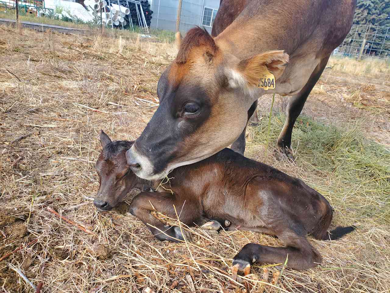 Silver Oaks Farm