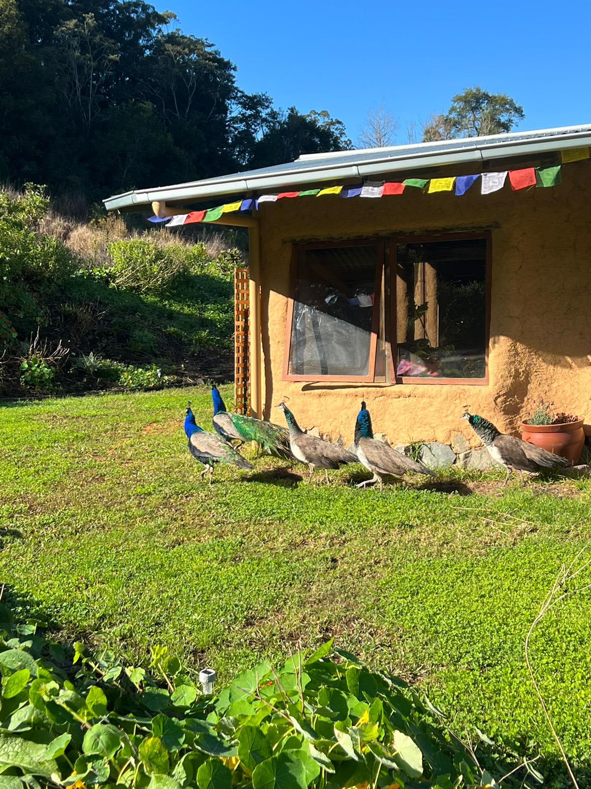 Off Grid Cob House