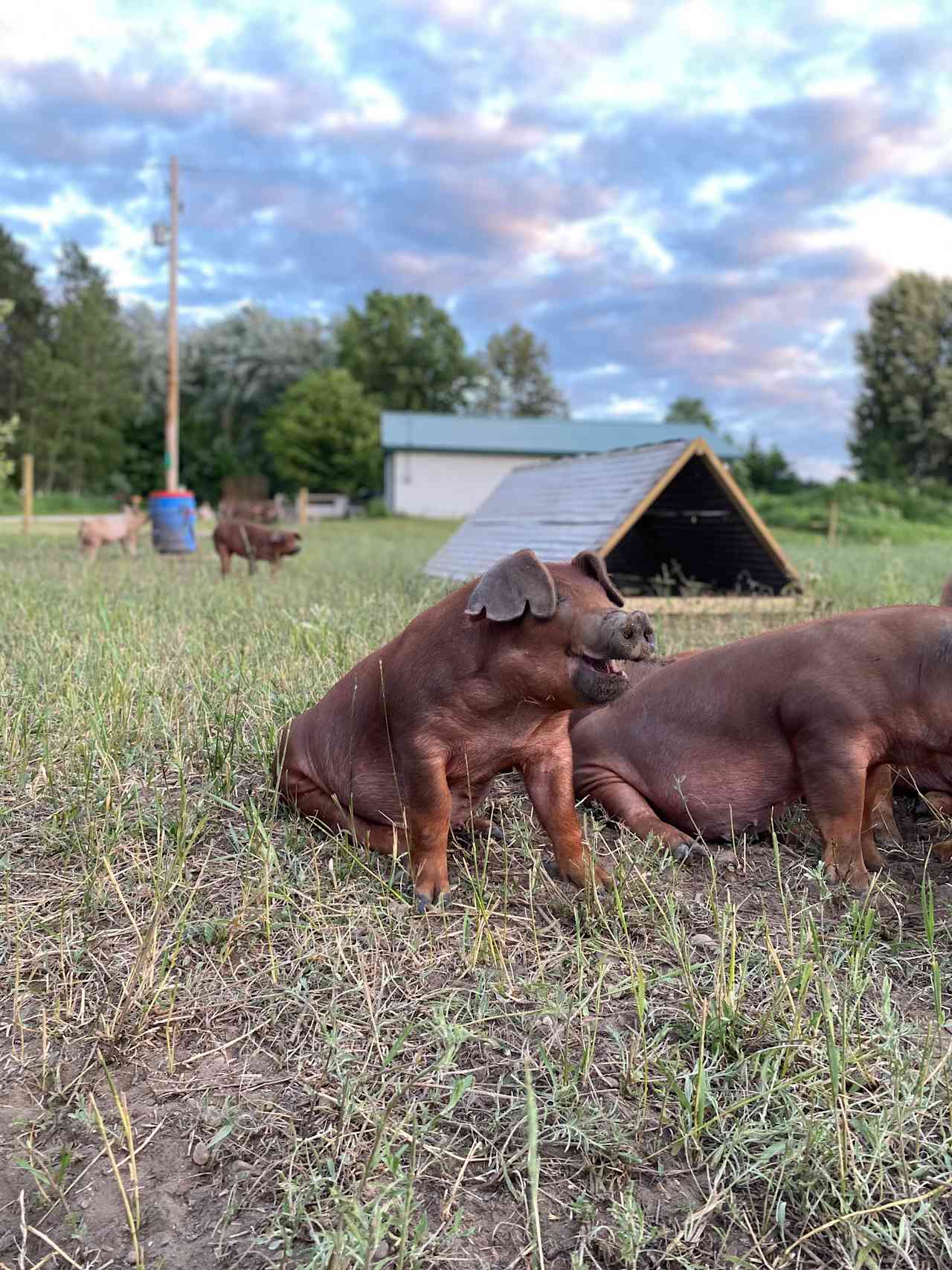 Makena Farm