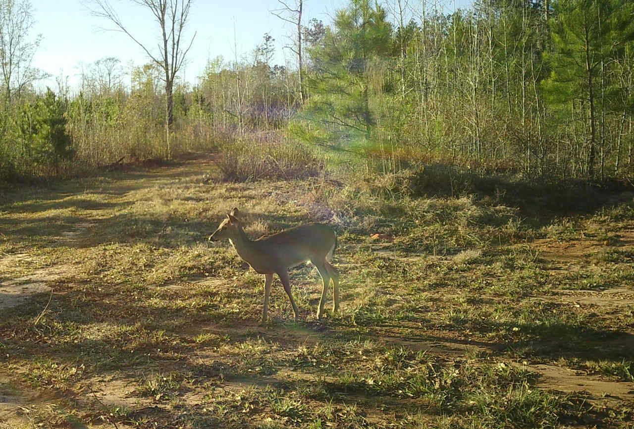 Land is full of wildlife