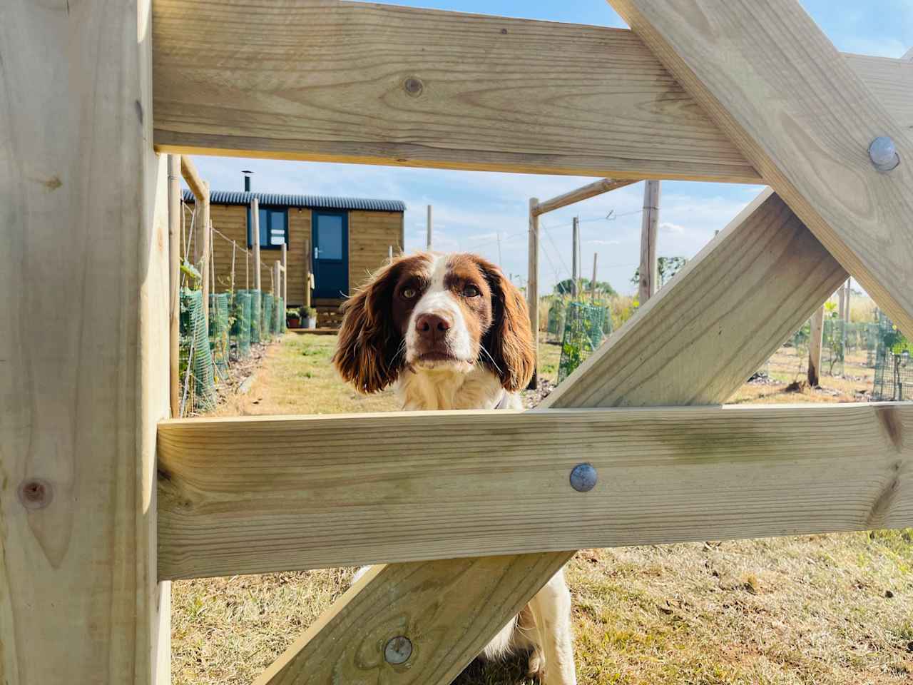 Fenced off shepherds hut so that dogs can roam