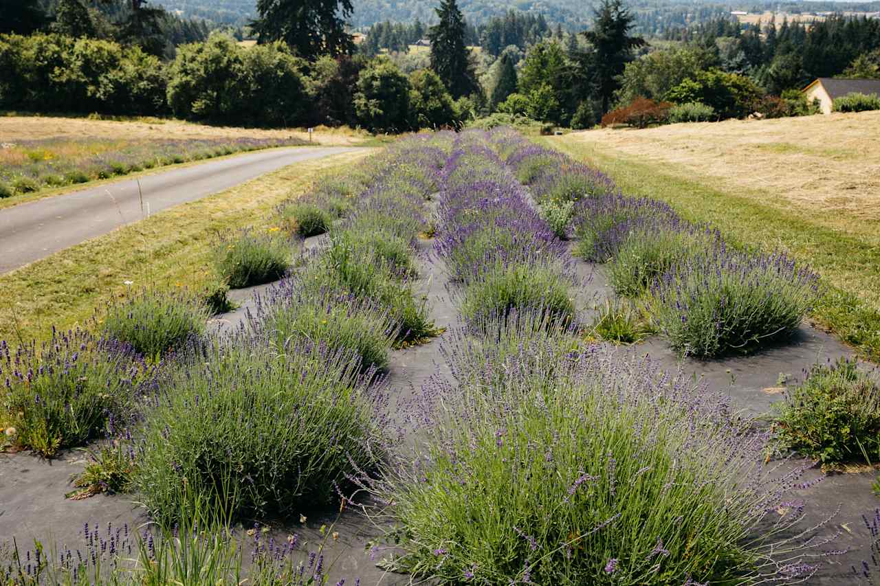 Lavender Farm