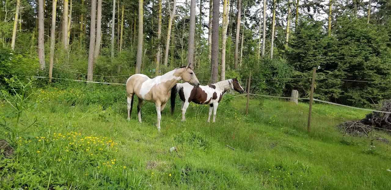 Horses on the farm pasture. Horses are not in Cowboy Camp or camping areas while campers are present