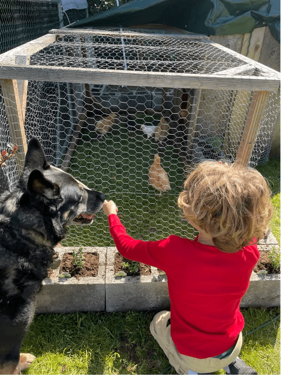 Our pup watching our son feed the baby chicks. 