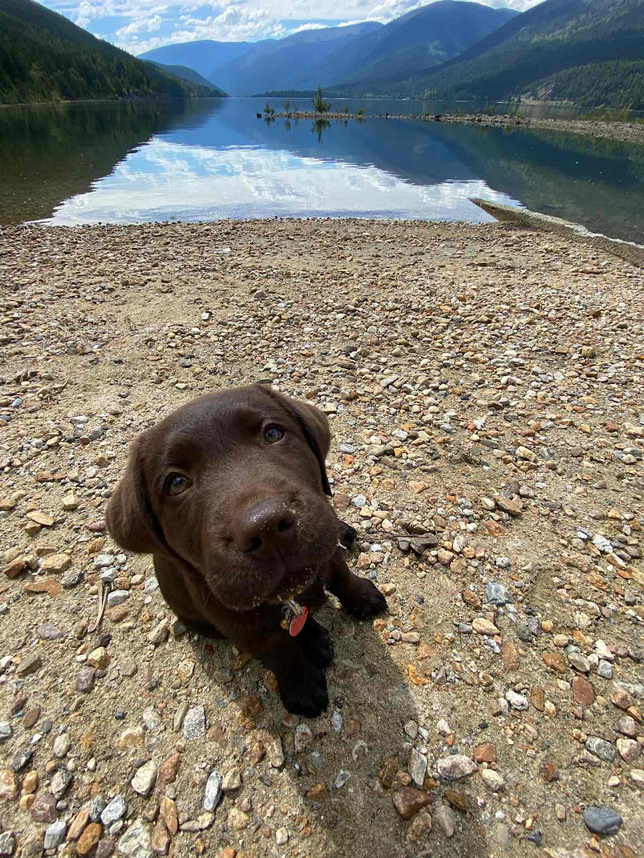 The Kootenay Lake waterfront is dog friendly