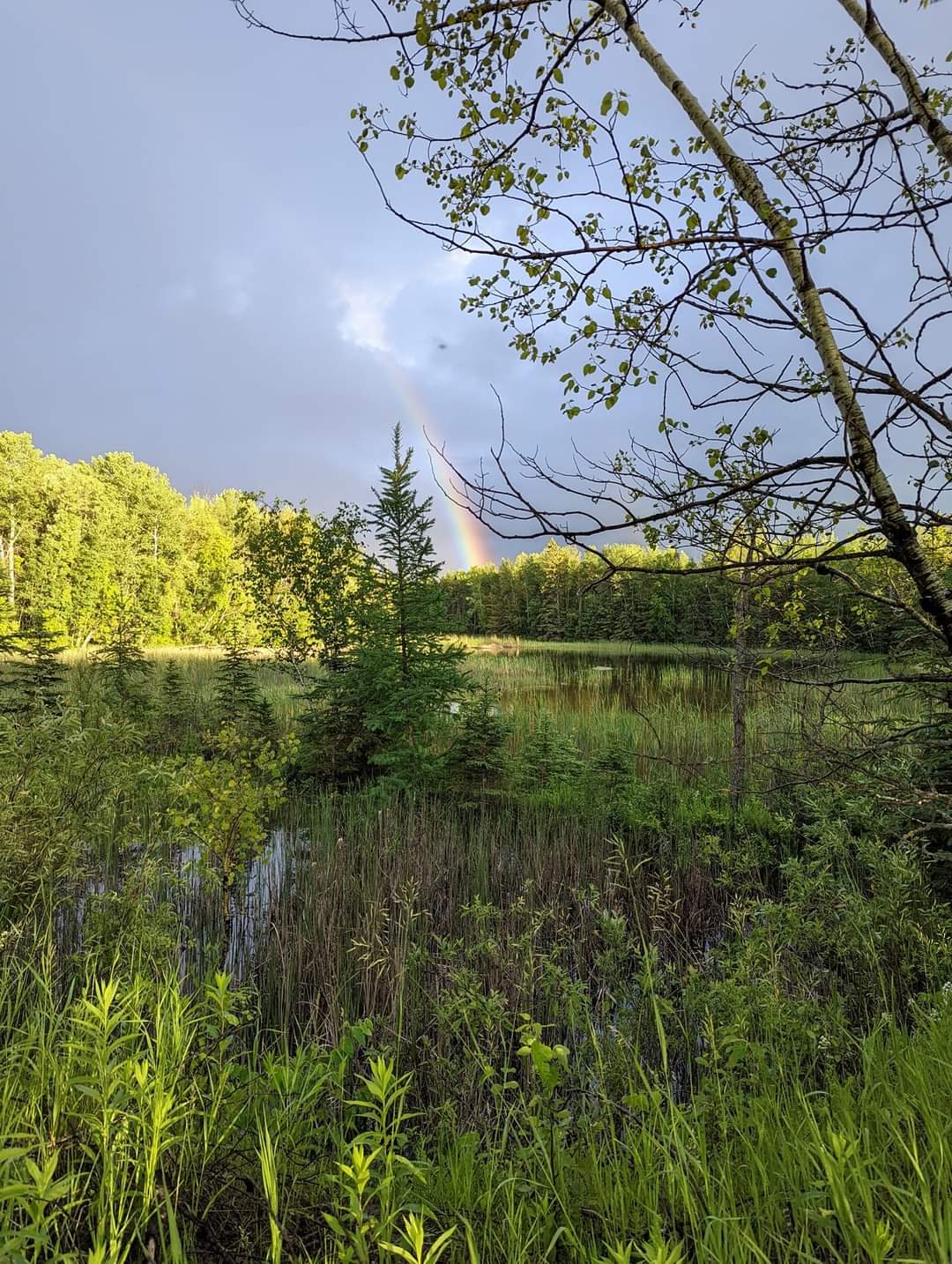 Our Beautiful pond is at the back end of the property