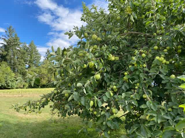 Seasonal Apple trees ready for some picking.  Multiple Varieties in our small orchard