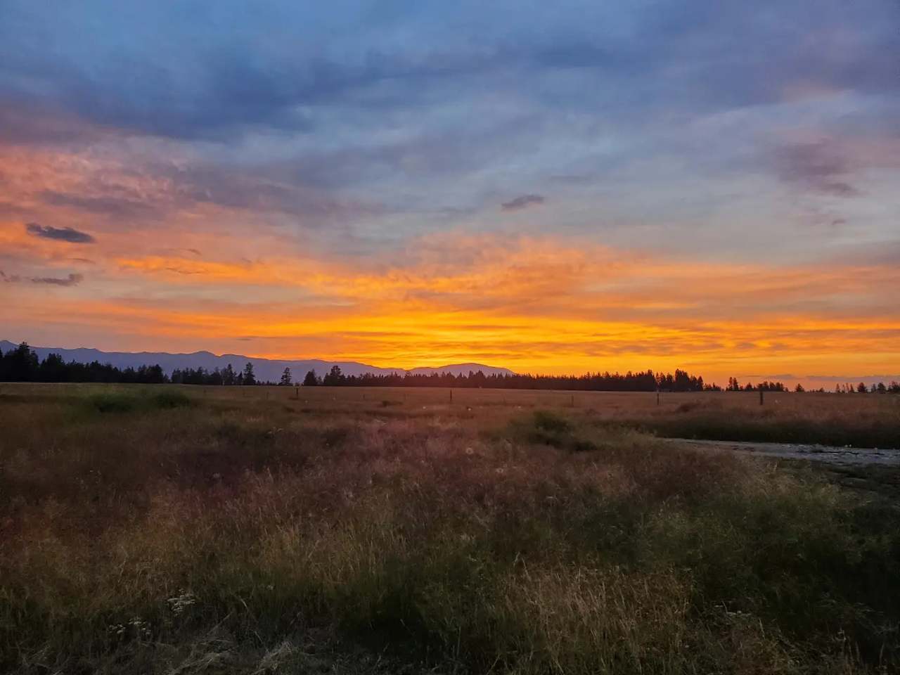 Three Dog Ranch