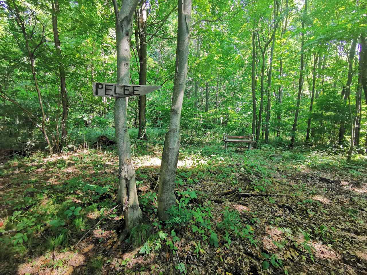 Spring Arbour Magic Forest &Trails!