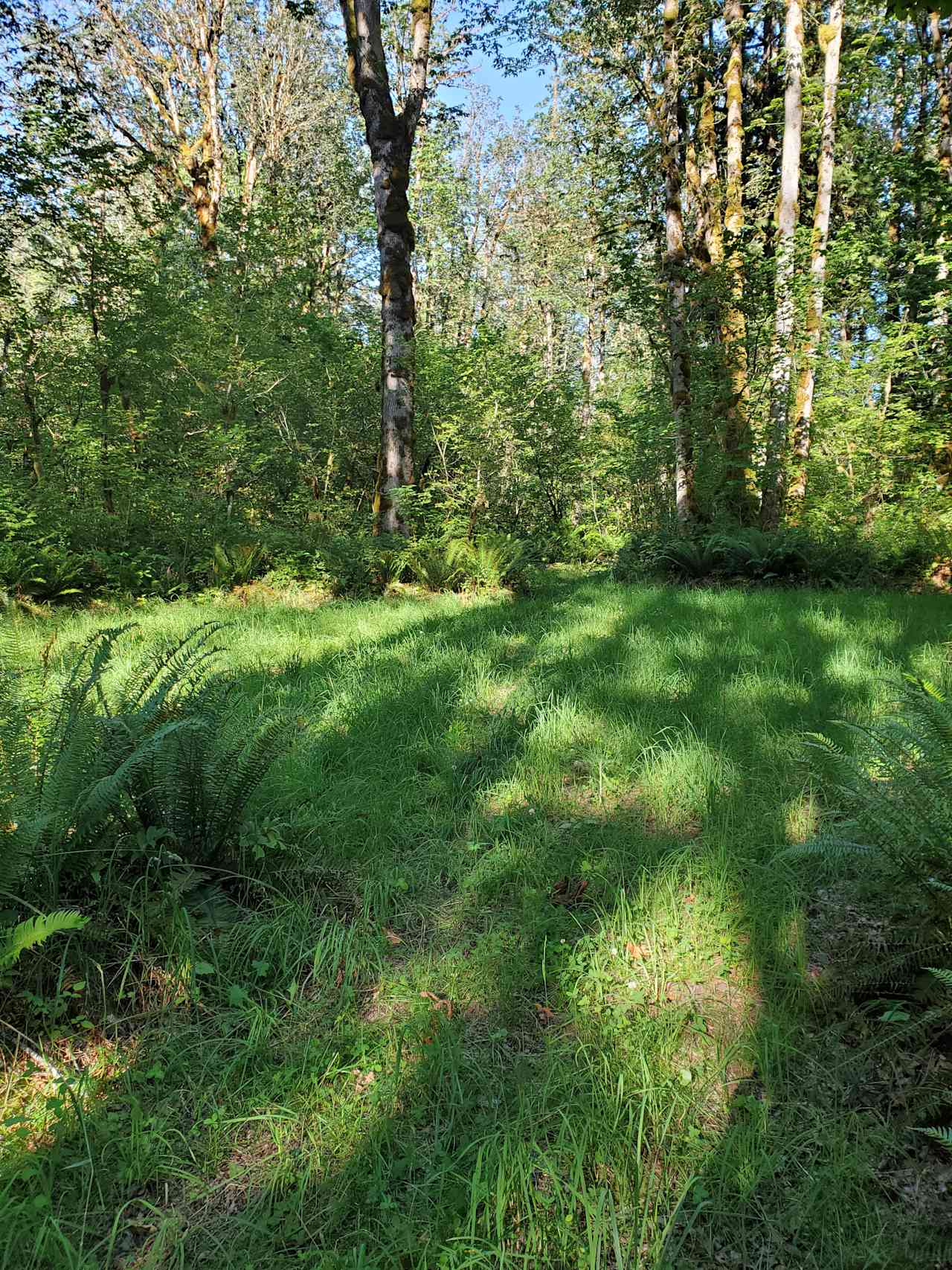 Large meadow for camping or events