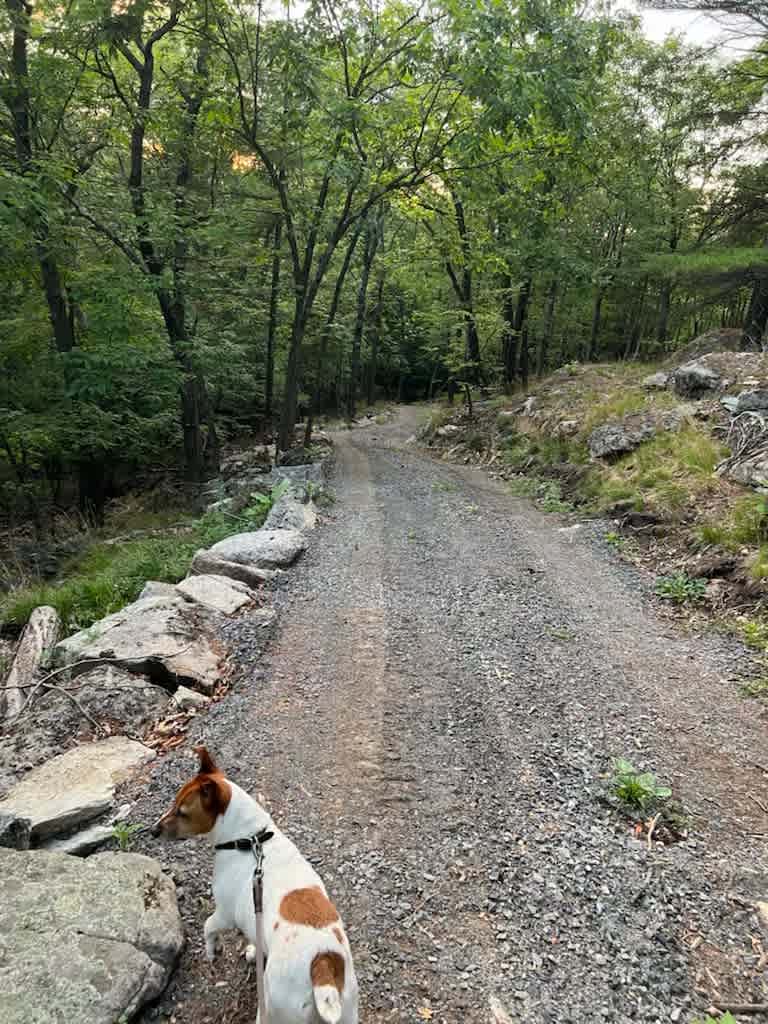 The slightly steep road leading up to the Lean To