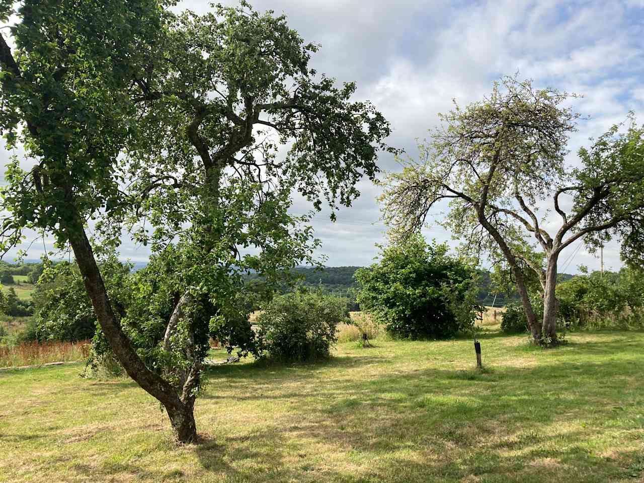 Our heritage orchard.