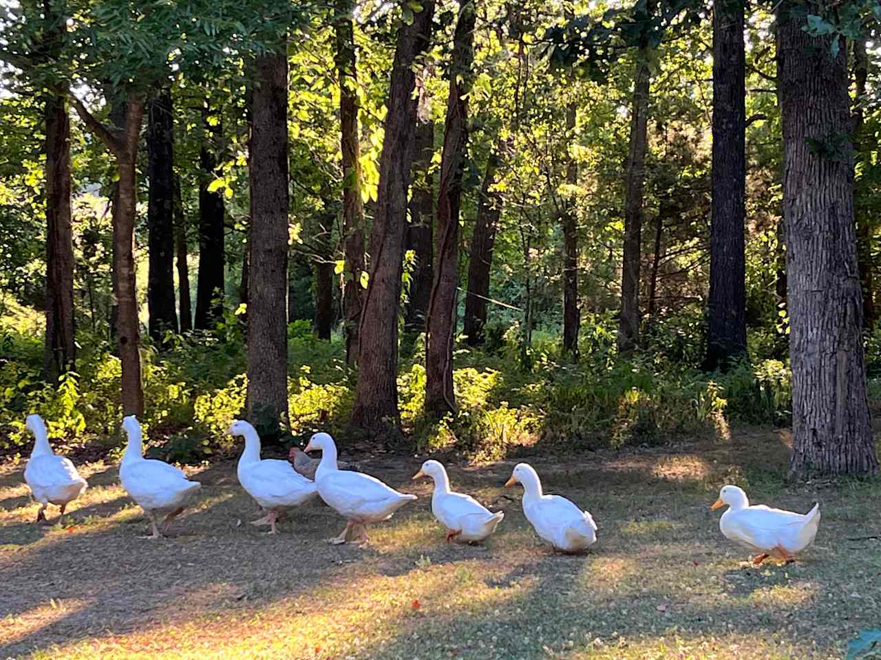 Peaceful Rest in Ozark Oak Nest