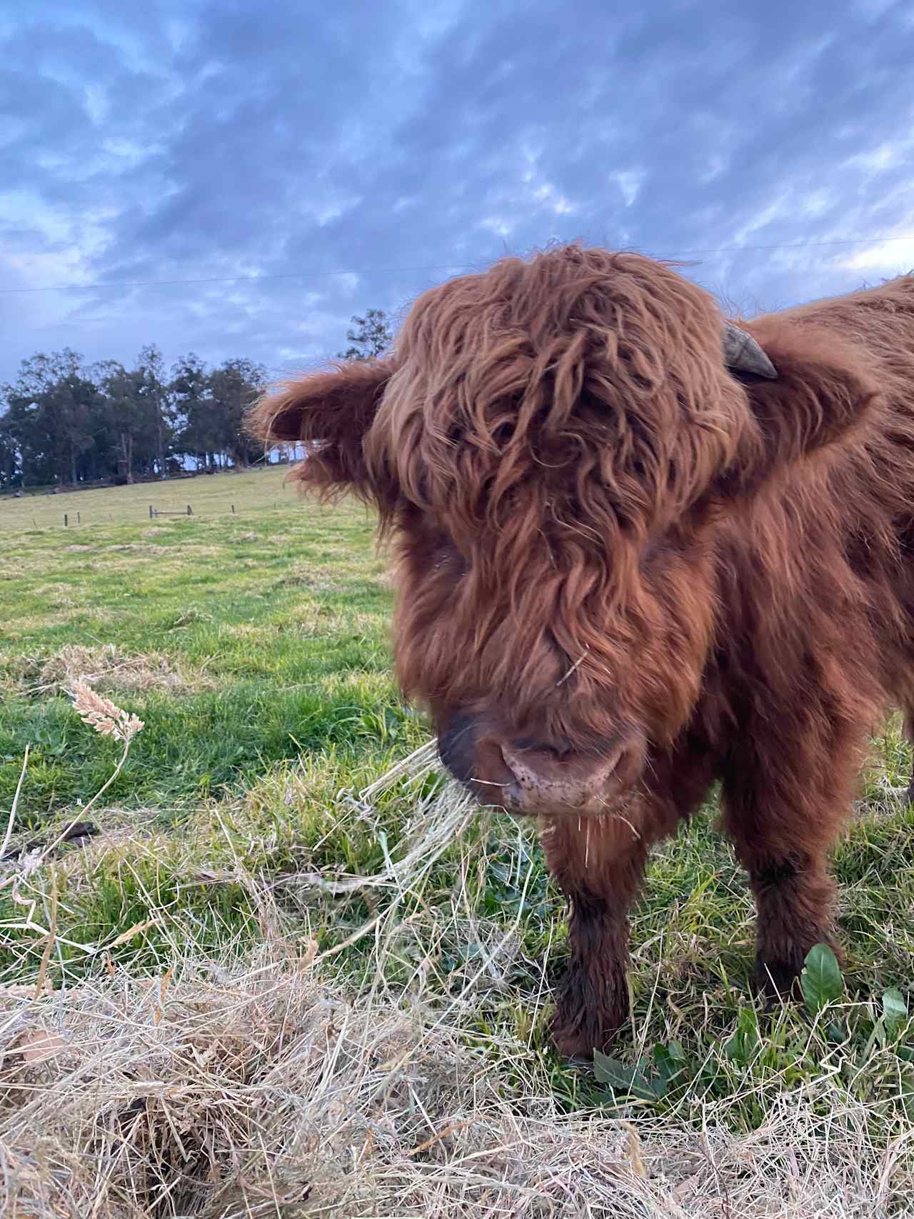 Teddy, our Scottish Highland bull, in closeup.