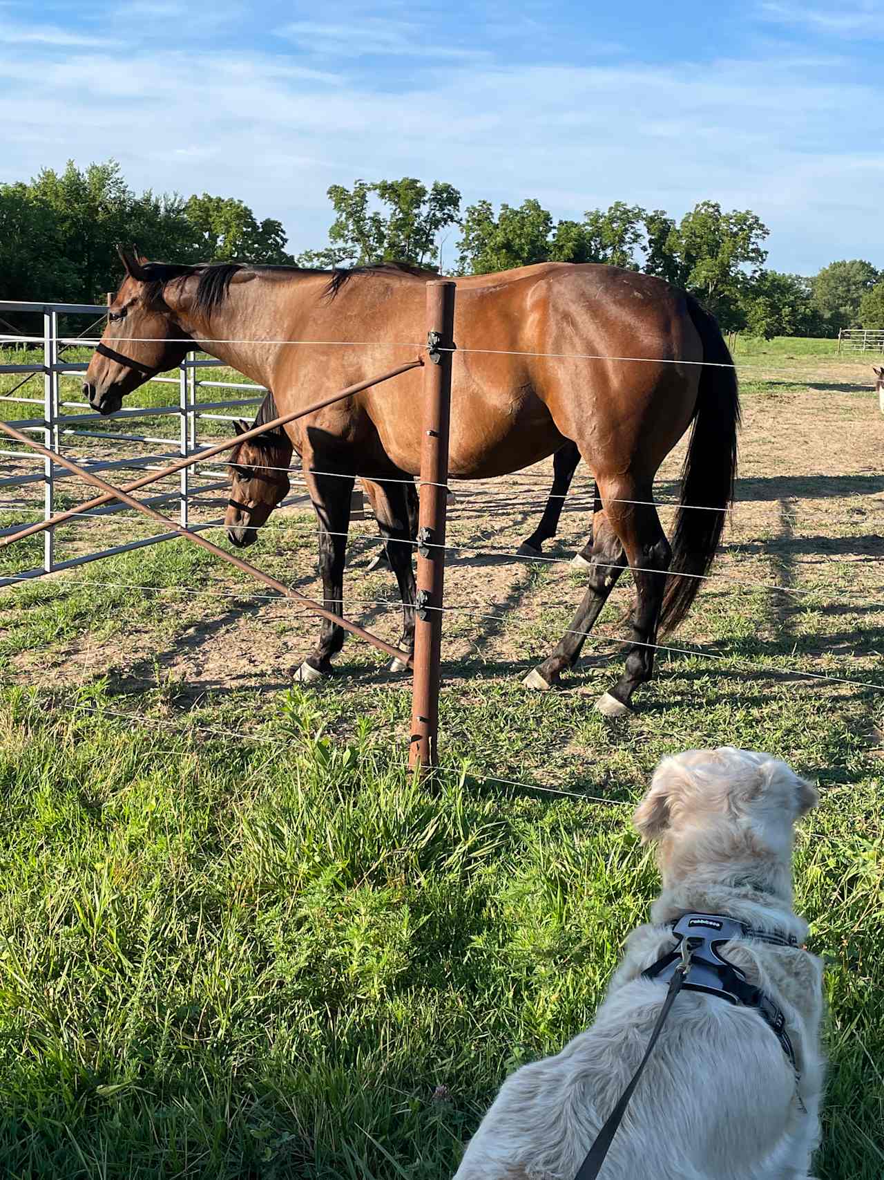 Selby Farm Horse Retirement