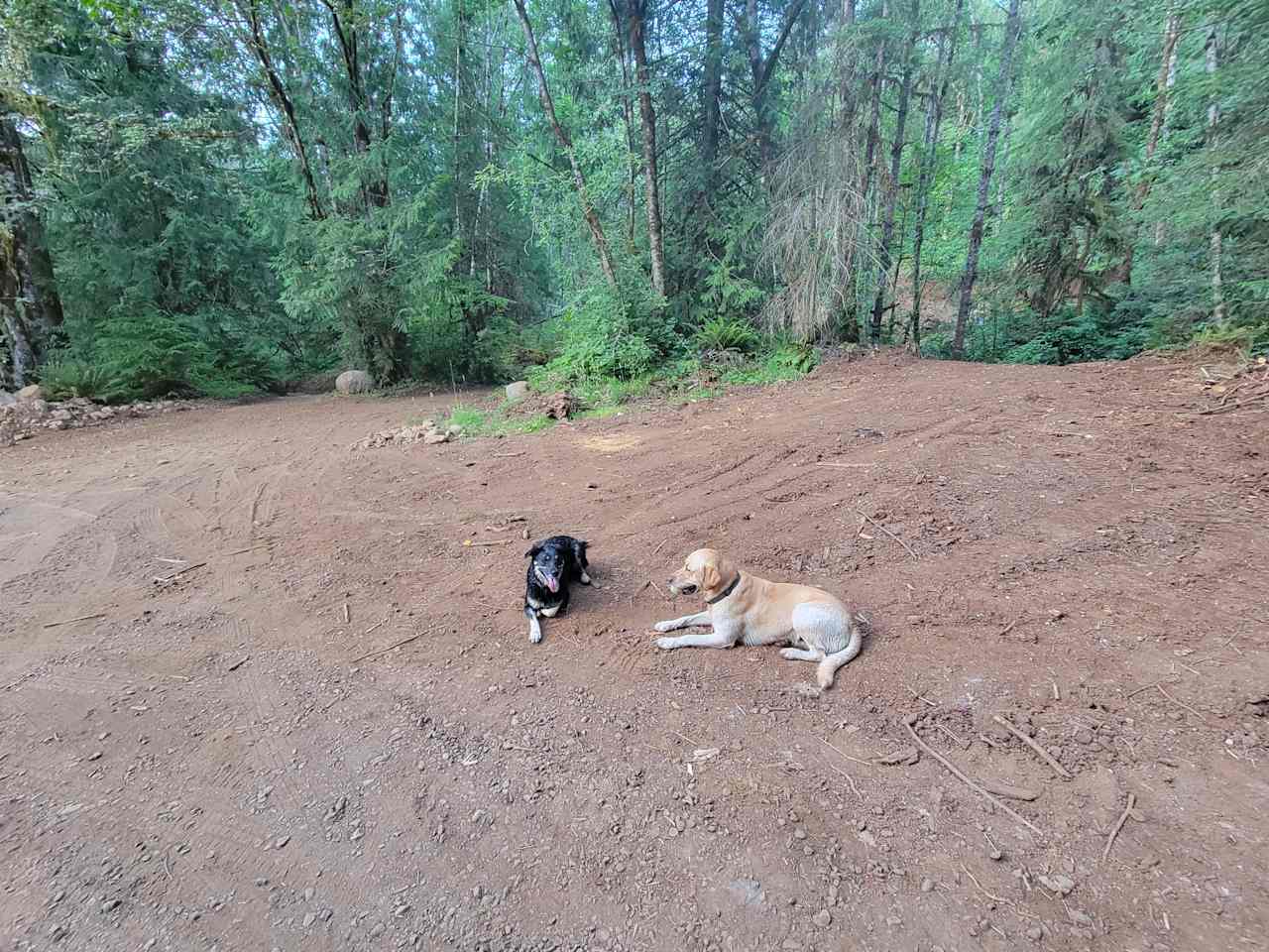 Happy Dogs