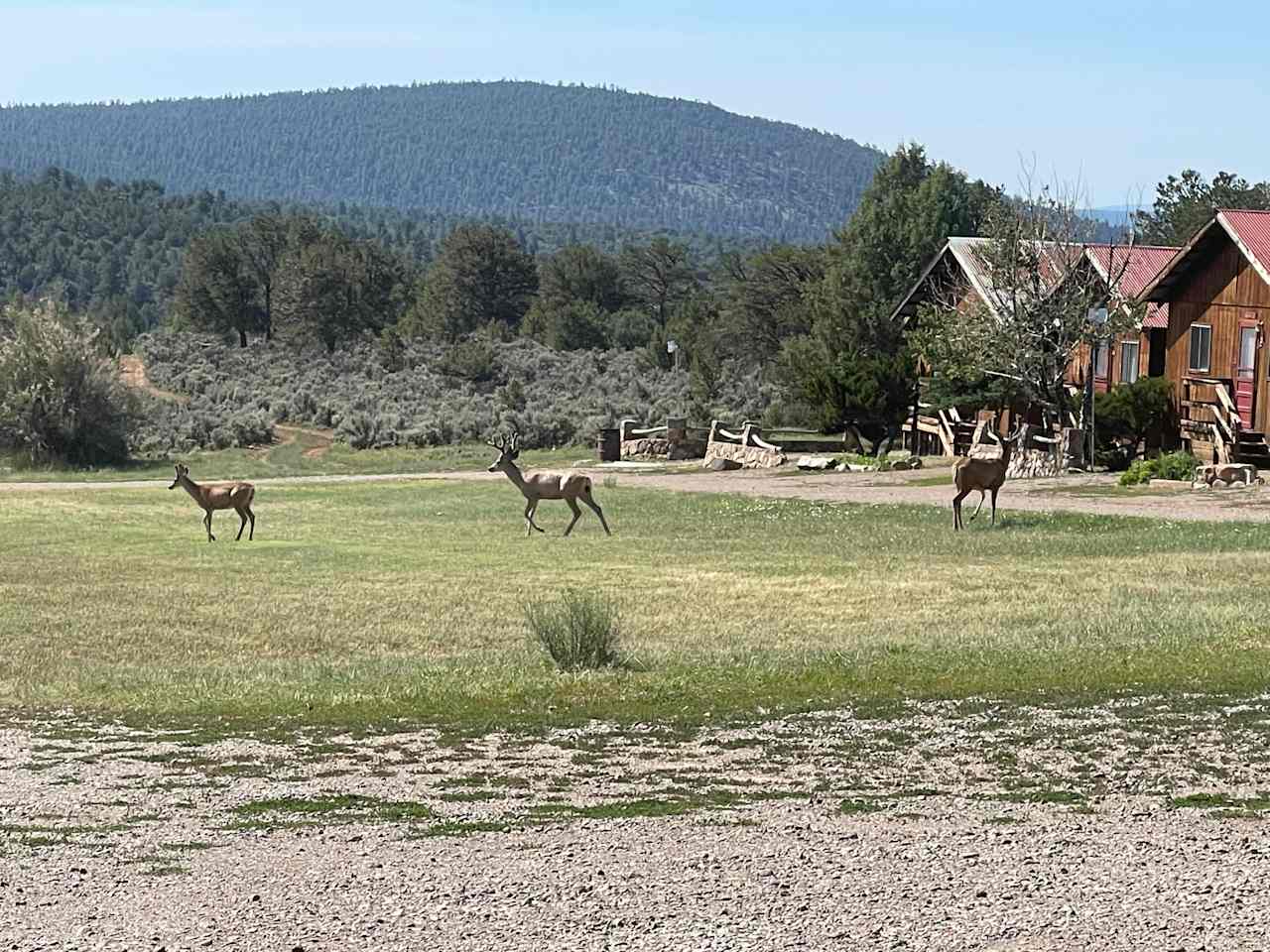 Stone House Lodge