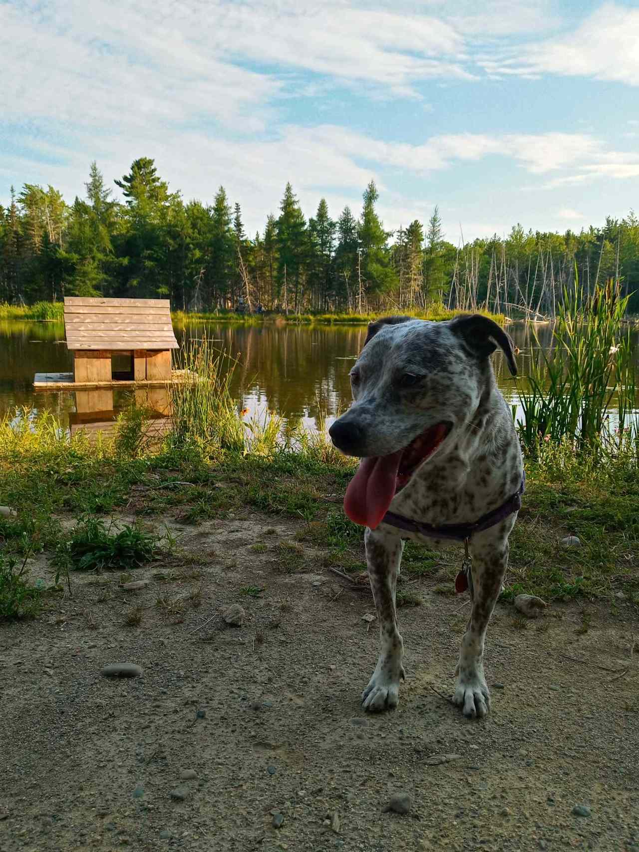 We stayed at Site 1 and really loved being close to the water. Granted the water here is not for swimming, it was lovely still seeing wildlife, enjoy the pond and actually being graciously lent a canoe, paddles, and lifejackets for some adventuring fun by Mike