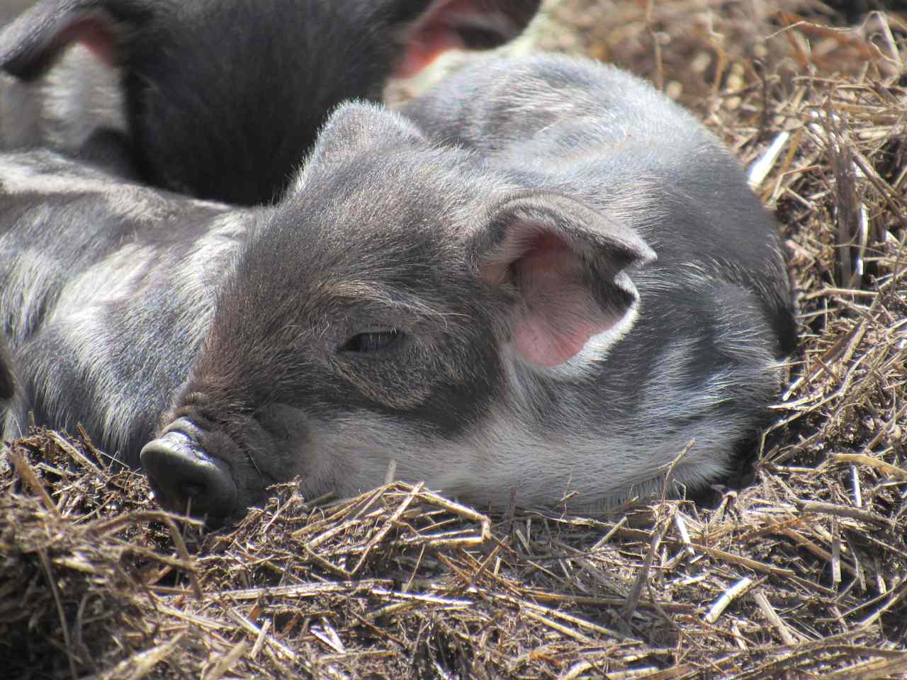 Newborn Mangalitsa piglet