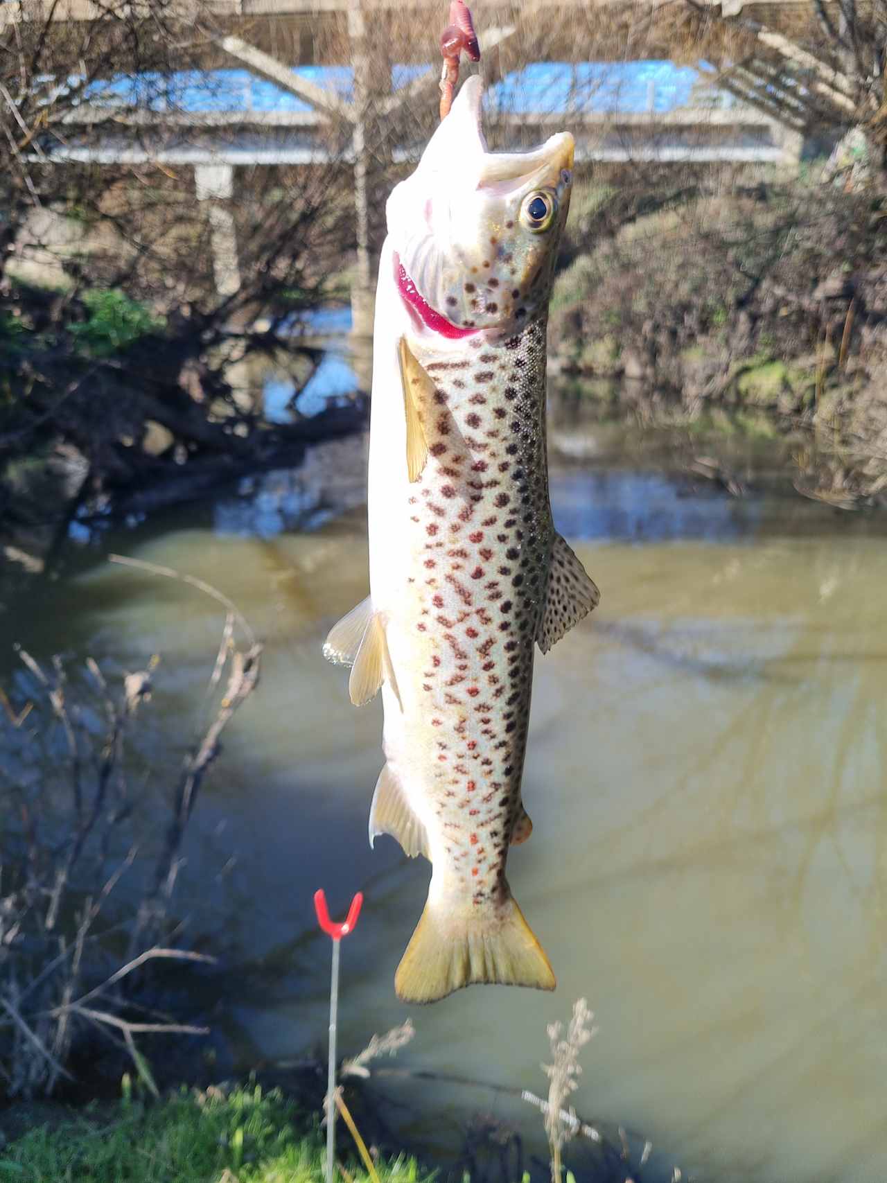 The fish are biting in the nearby Yarrowee River 