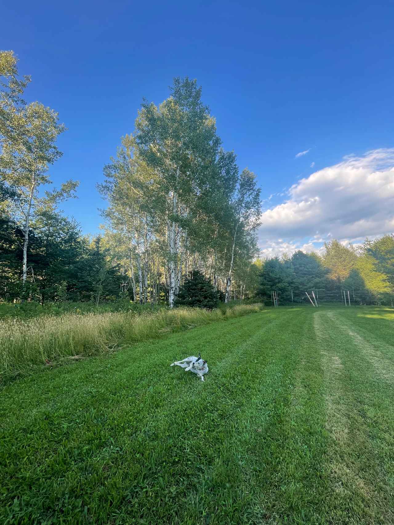 Maintained area for camping. Paths continue throughout property for exploration 