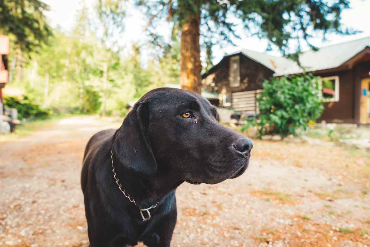 The friendly dog that joined me any walk throughout the property. 