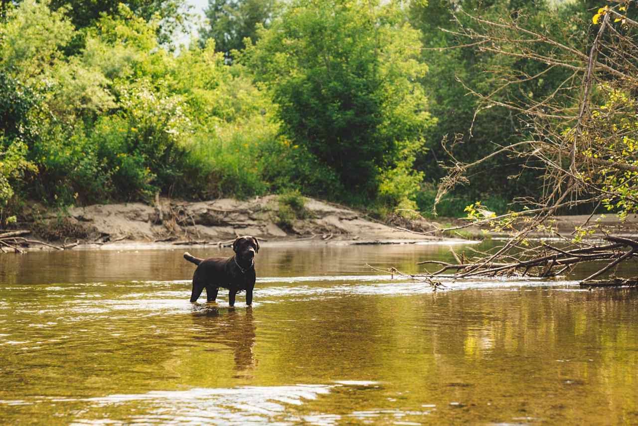 The dog enjoying the water, however it's not recommended that humans do the same. 