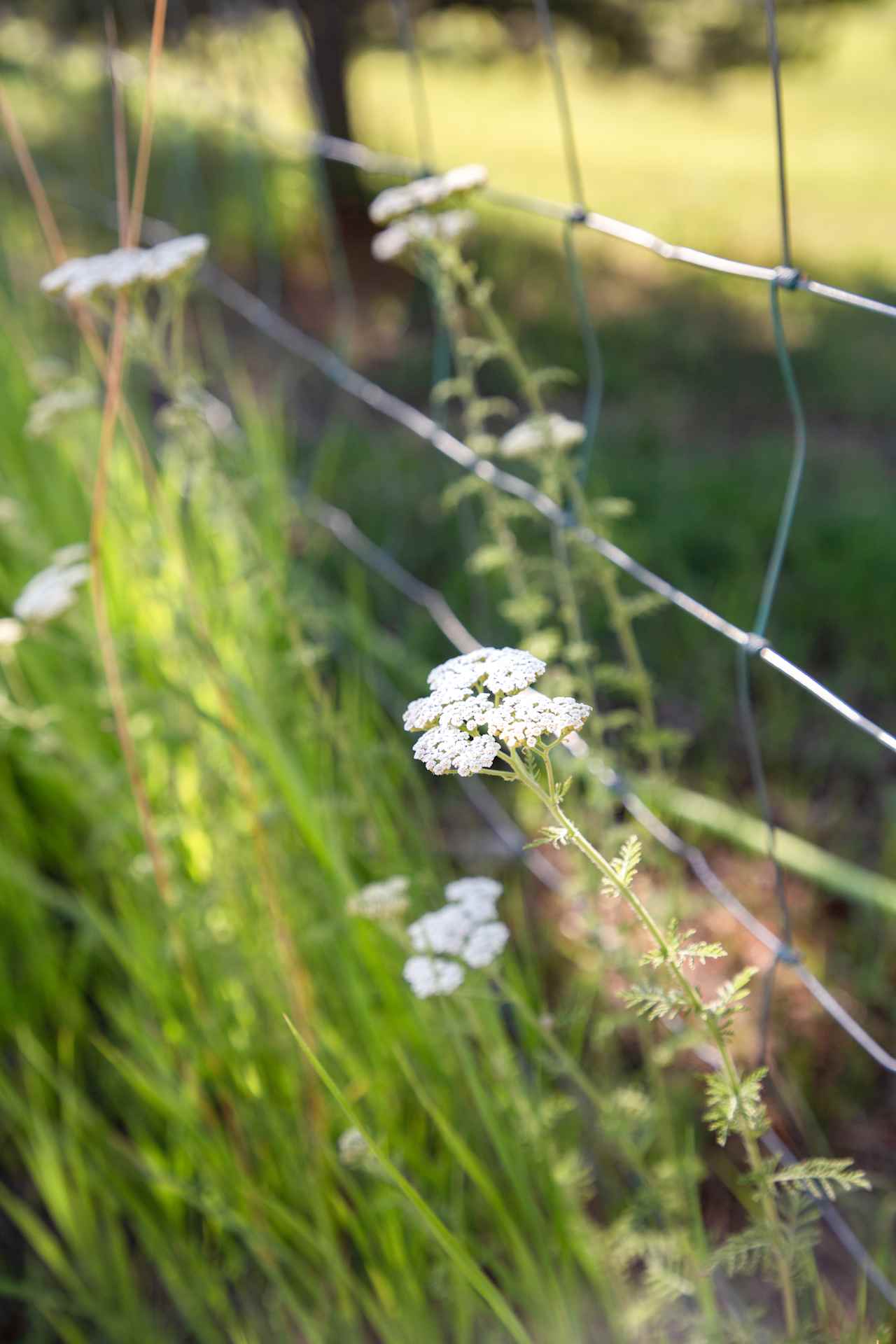 Wildflowers dot the property too.