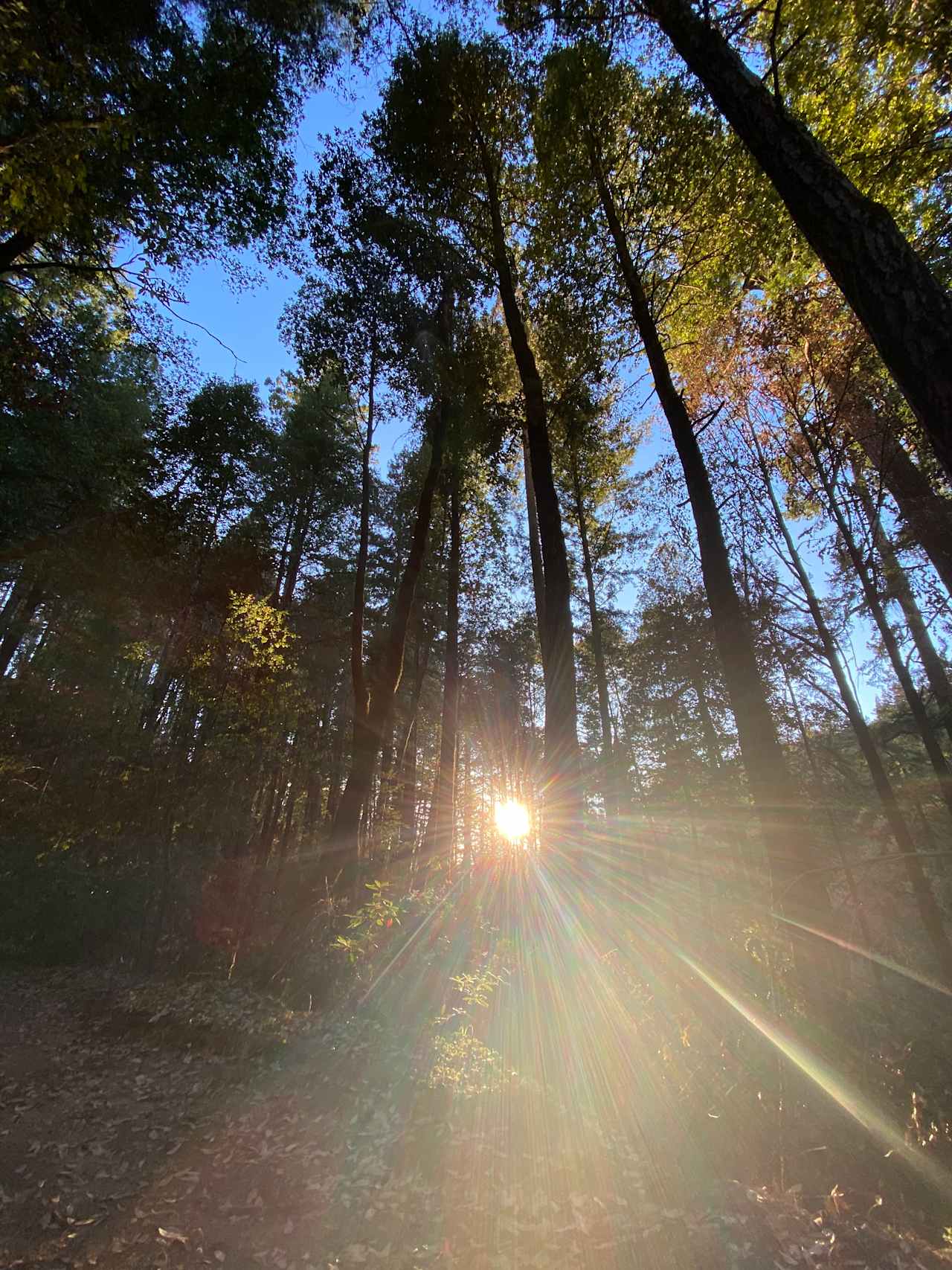 BANKS RANCH IN THE REDWOODS