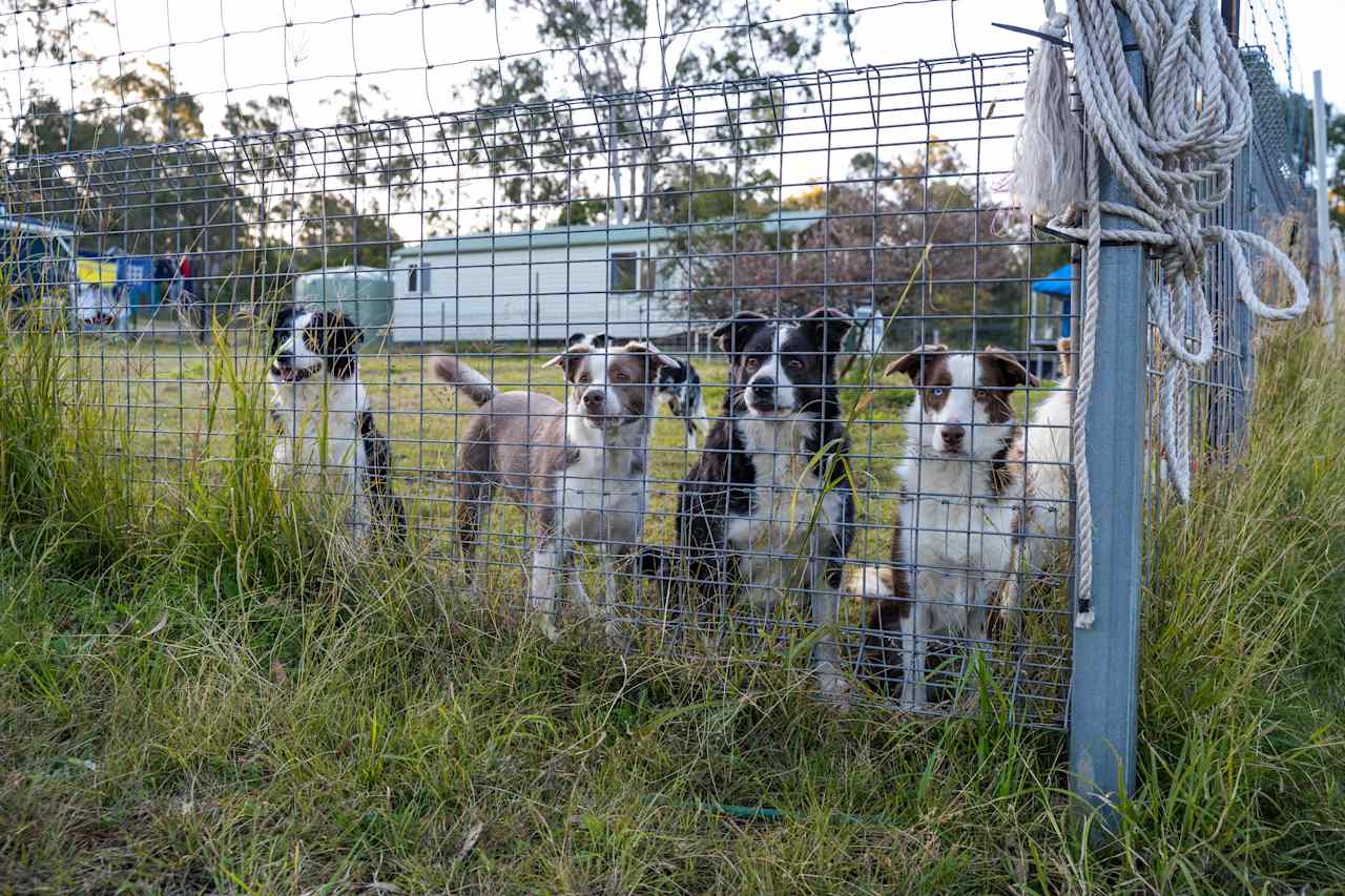 Diana has 7 beautiful border collie pups that she keeps well under control and loves dearly. 