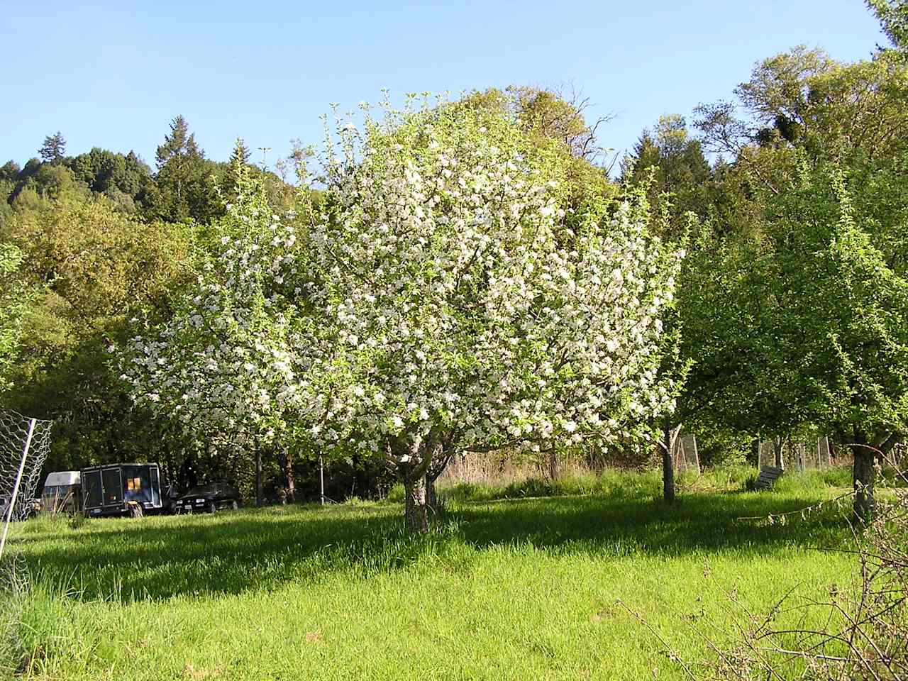 Orchard to camp in and pick apples from. You can park at flat spot very close by.