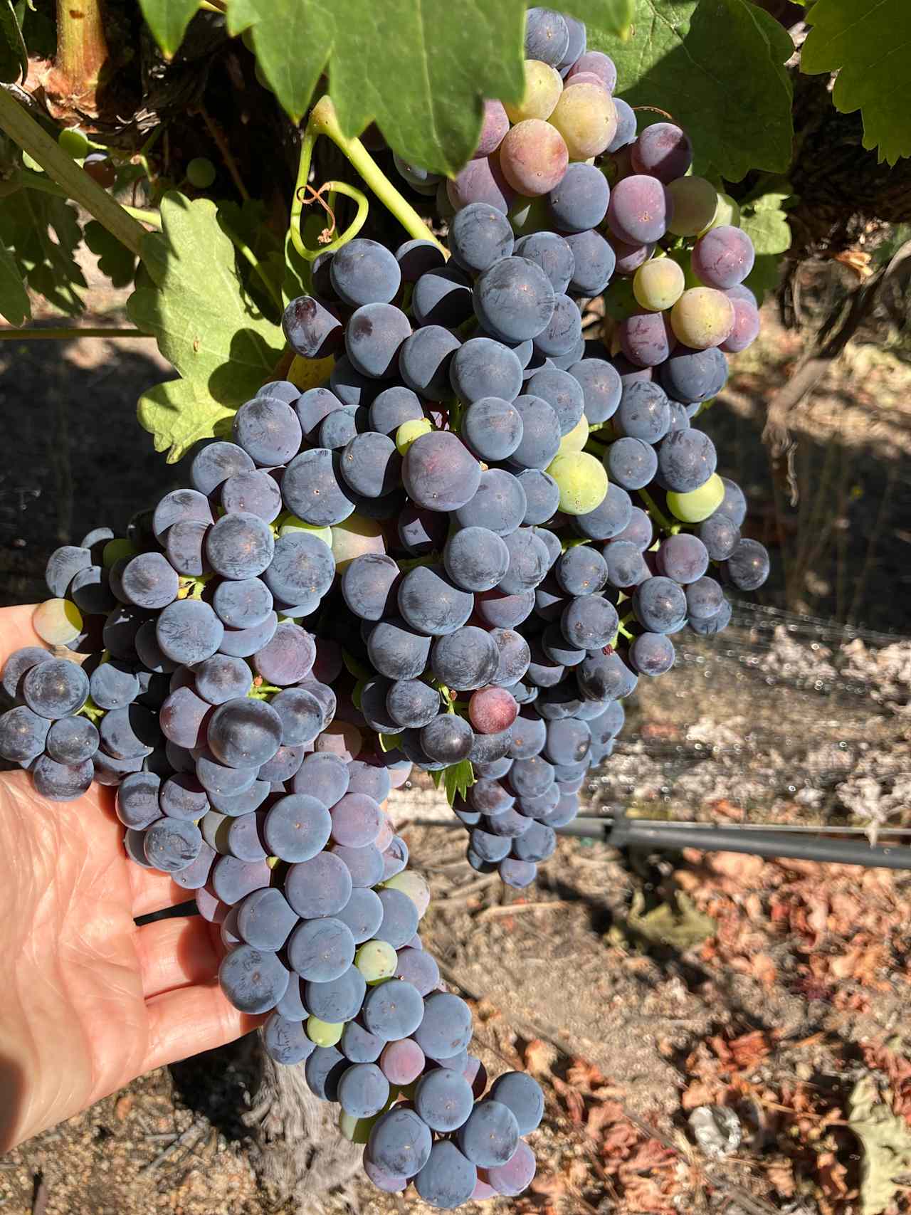 Historic Truck Farm Vineyard