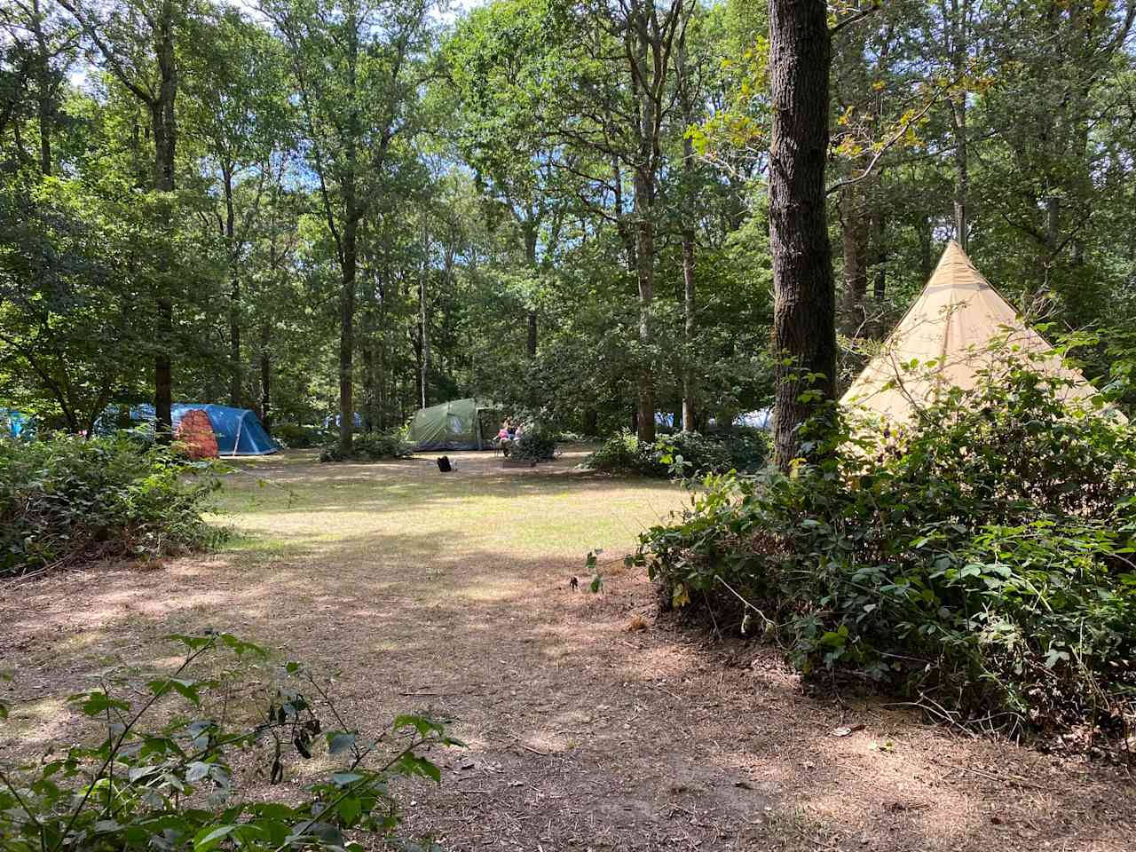 Camping glade under the trees at Fox Wood