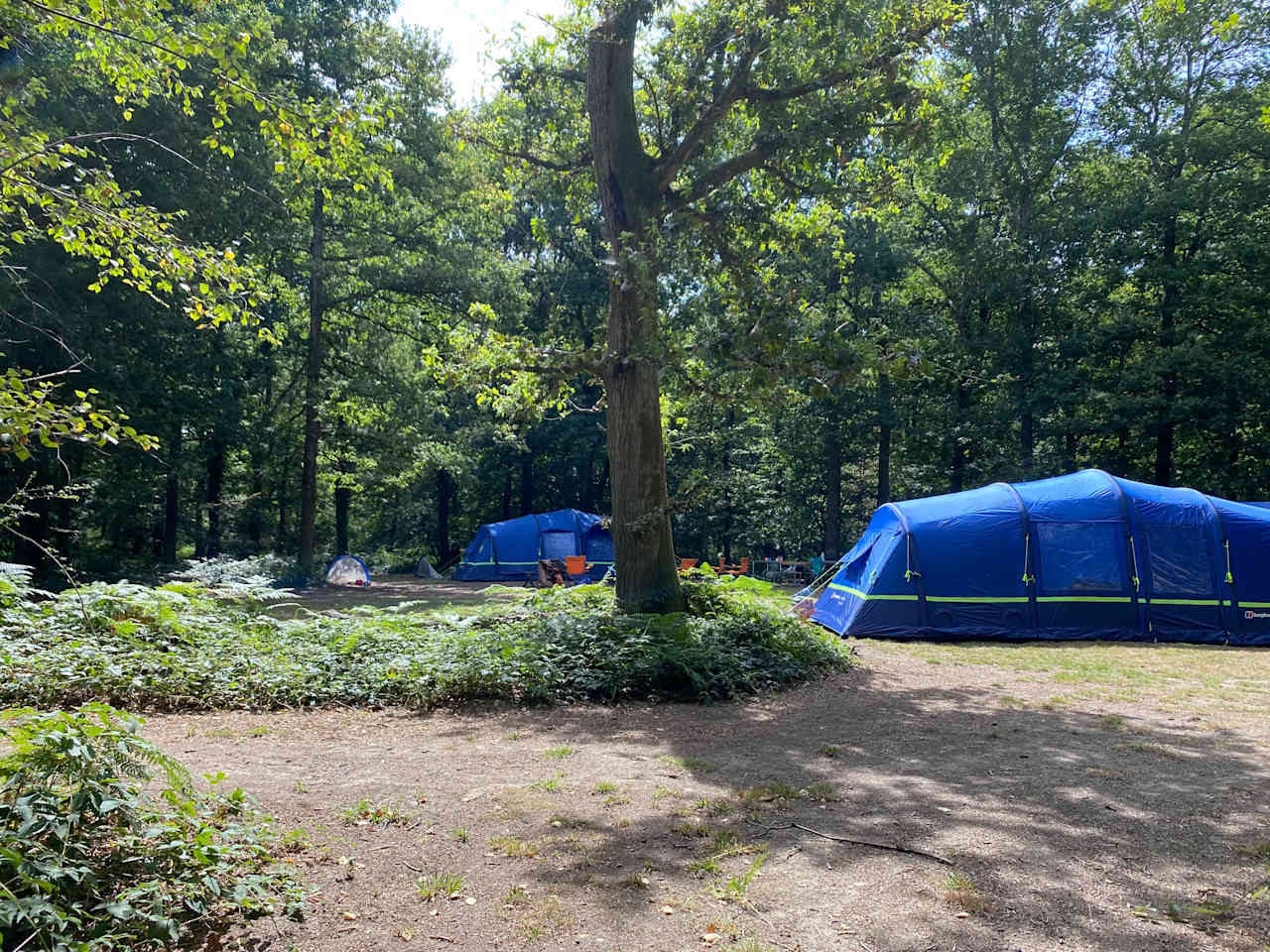 Camping glade under the trees at Fox Wood