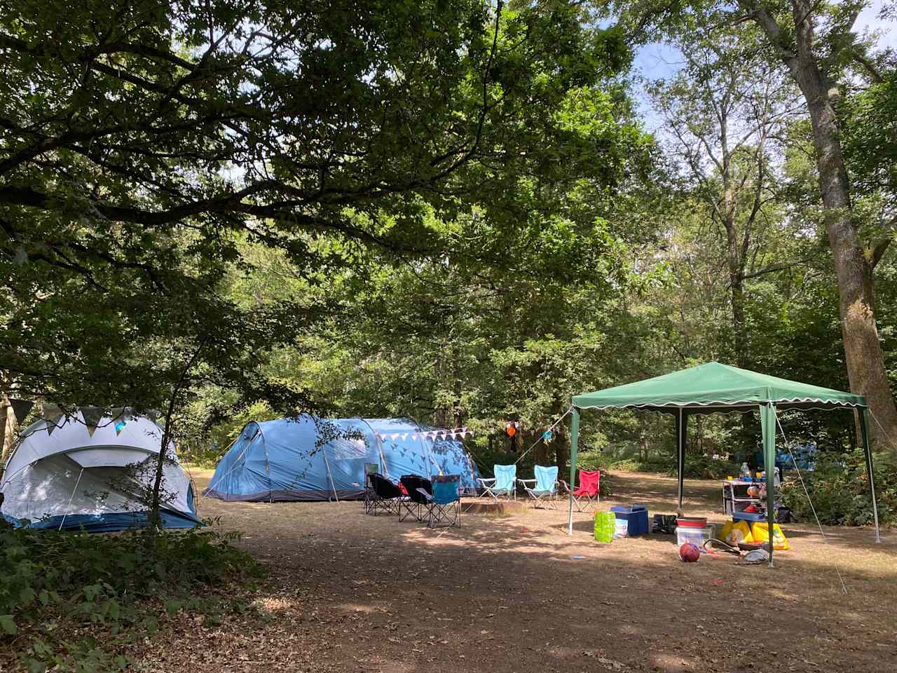 Camping glade under the trees at Fox Wood