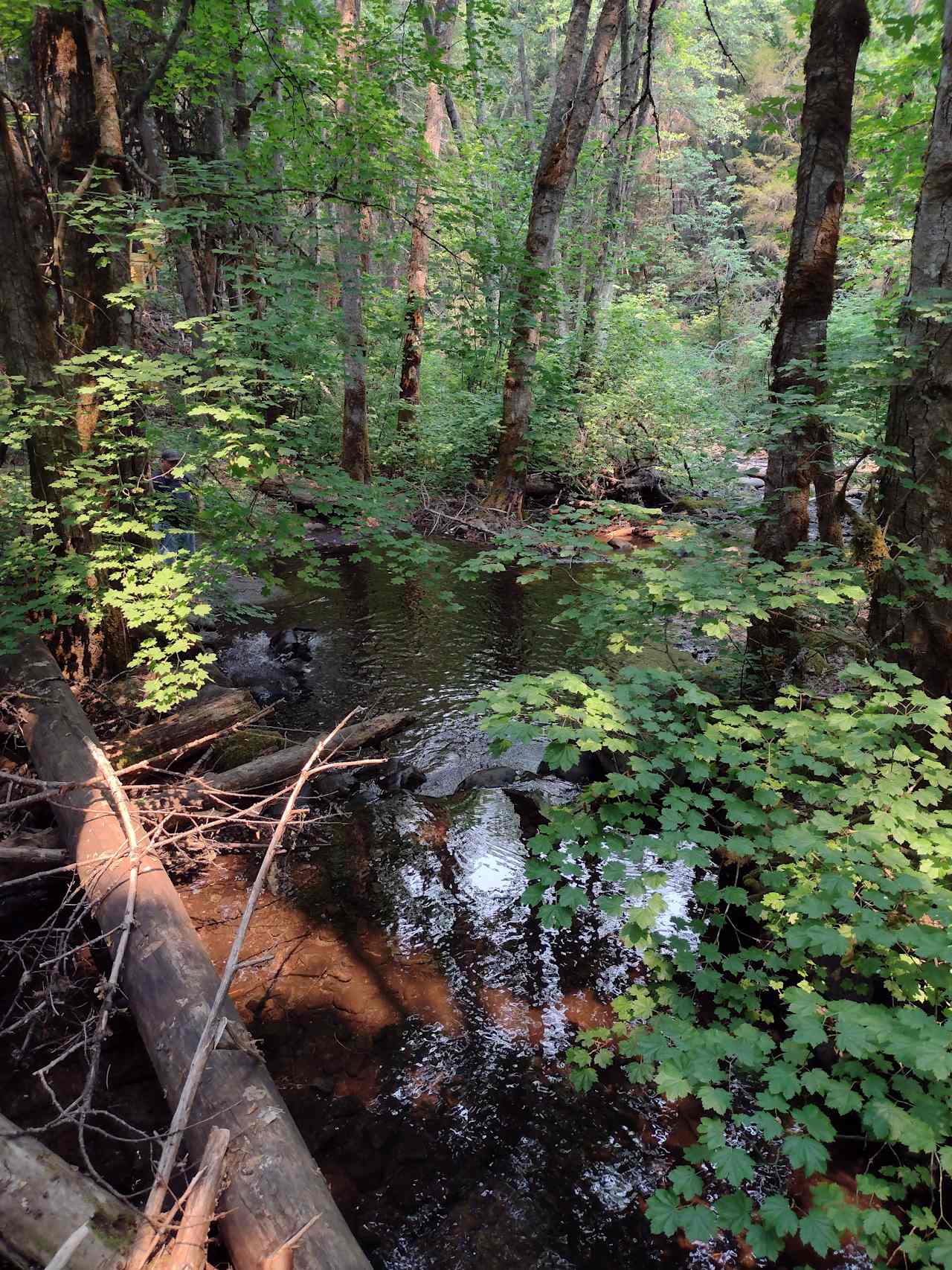 Creekside Cabin in Williams, OR