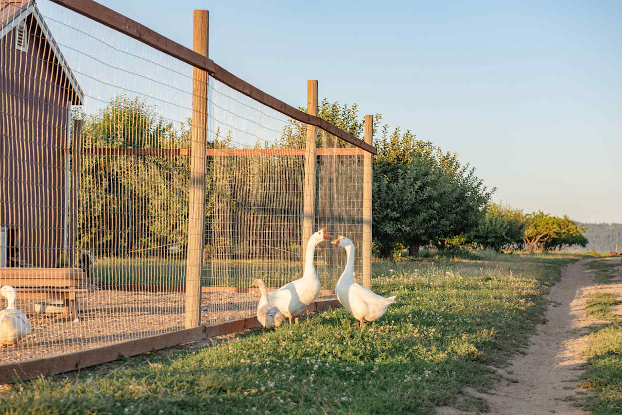 Hidden Acres Orchards