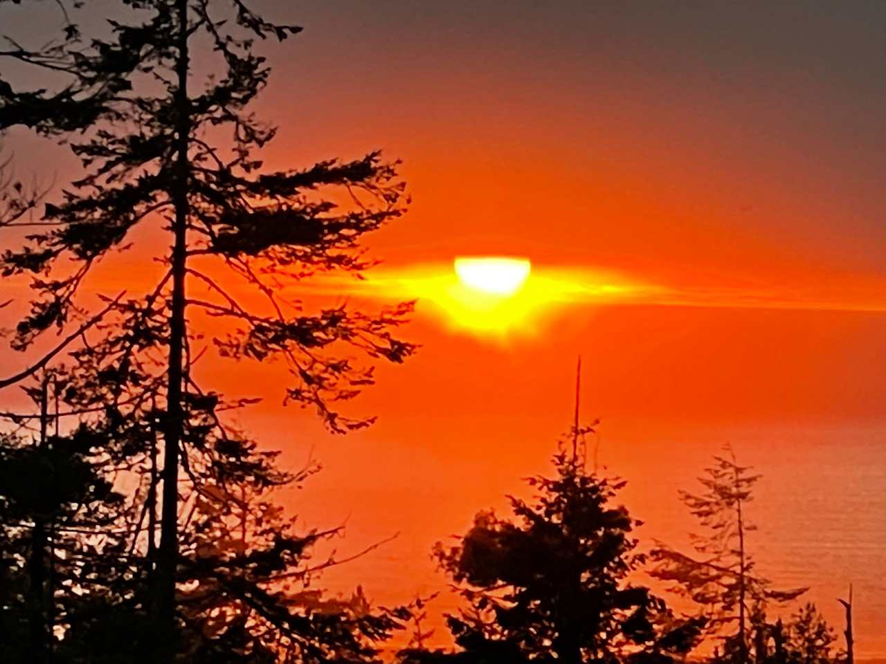 Ocean Forest Mendocino