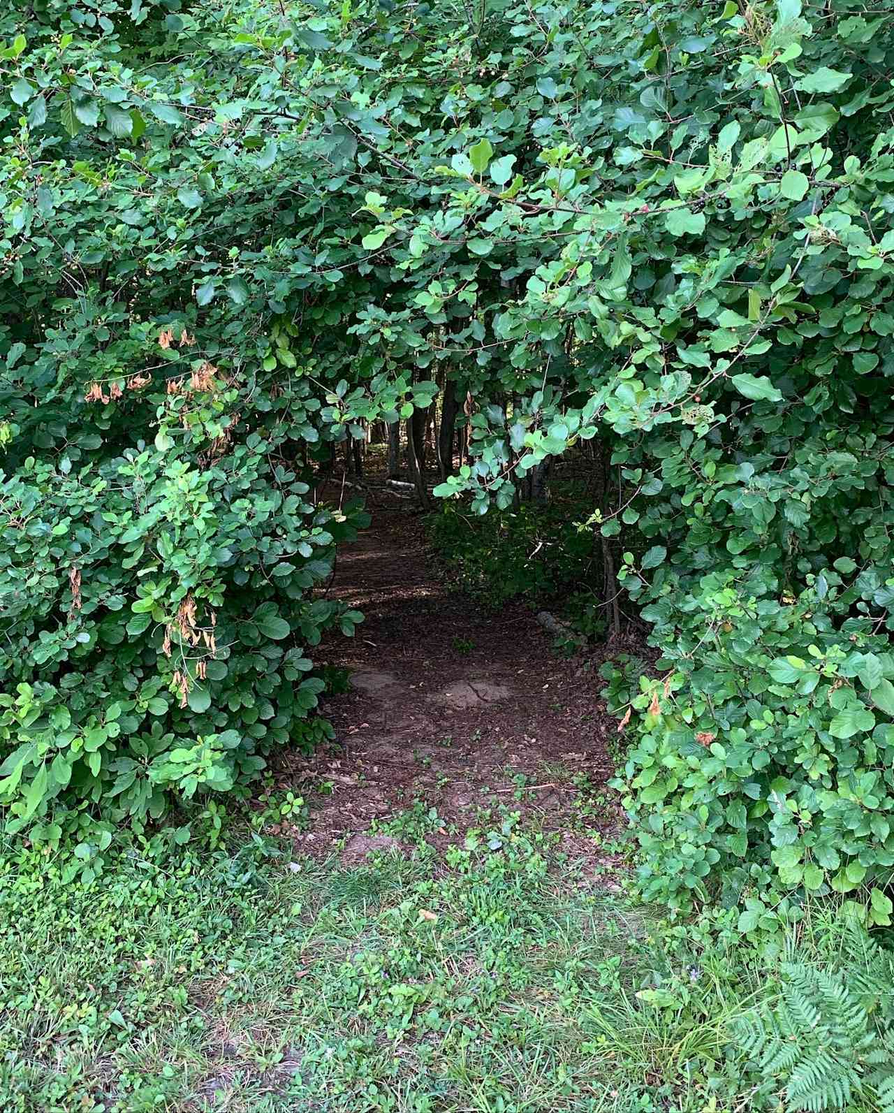 The opening in the hedges. 