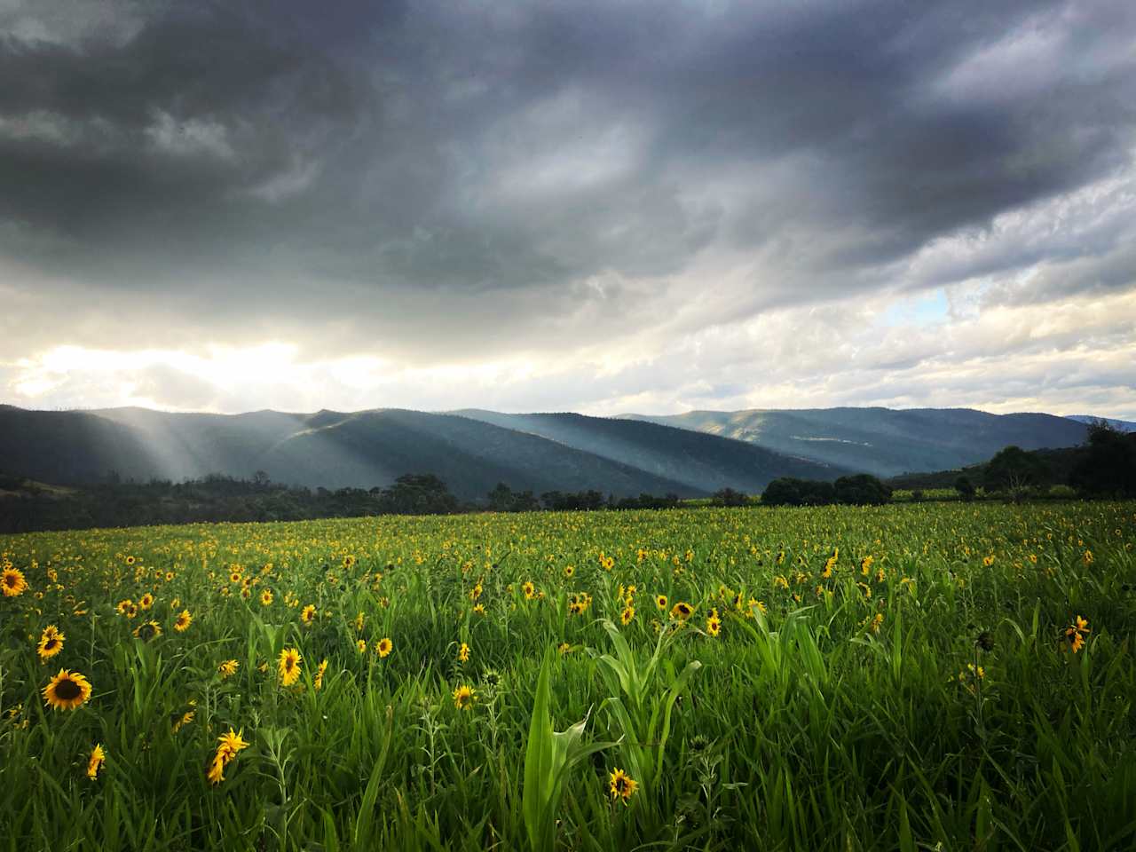 Ingelara Farm