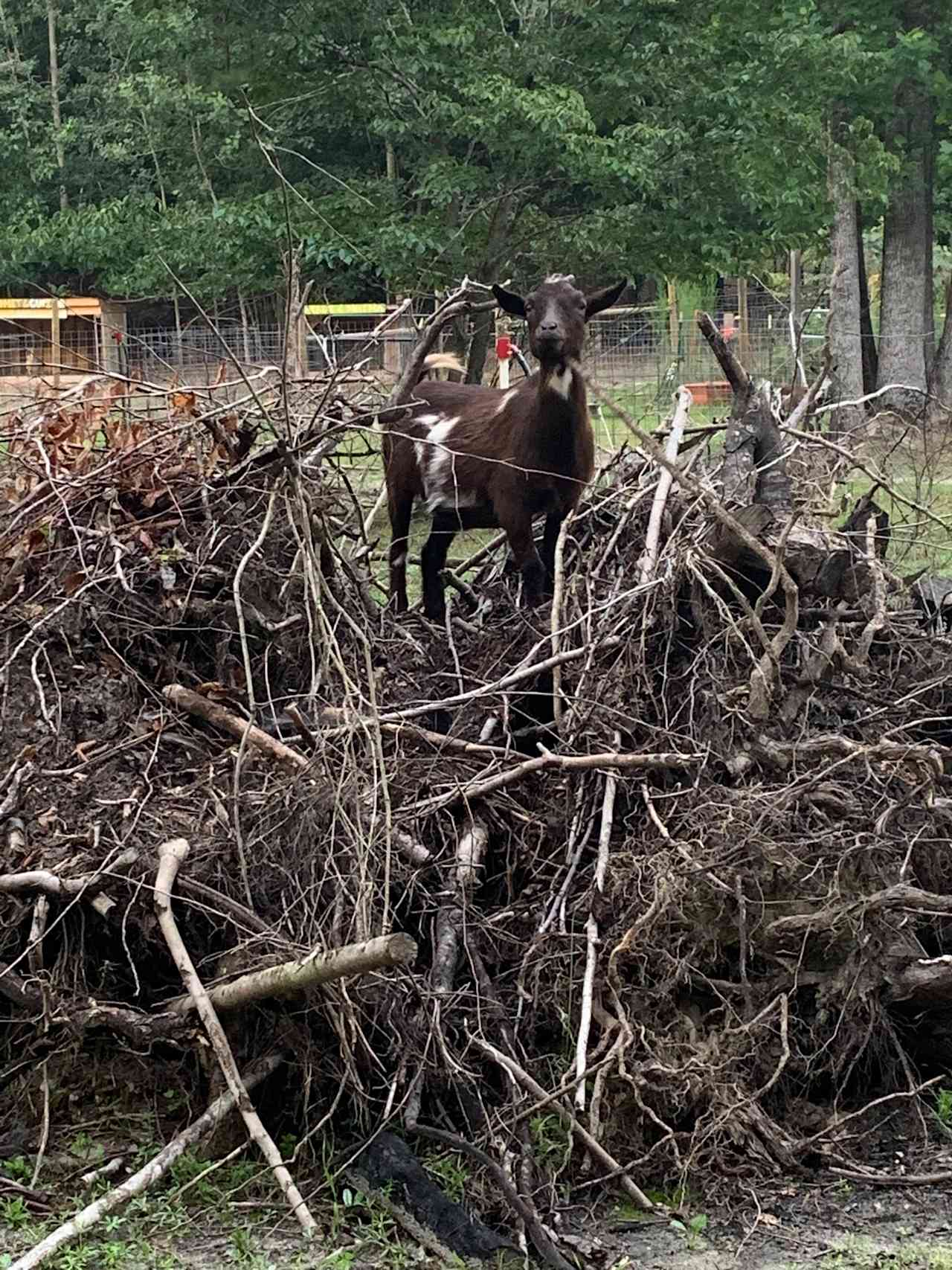 Our Nigerian dwarf goat, Cupid, ready for a scratch and a pet 💜