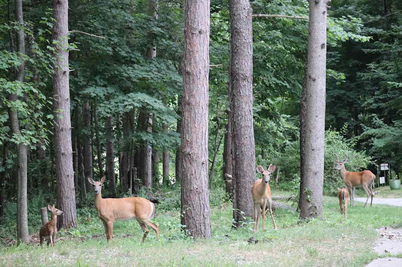 Mulligan's Valley in the Woods