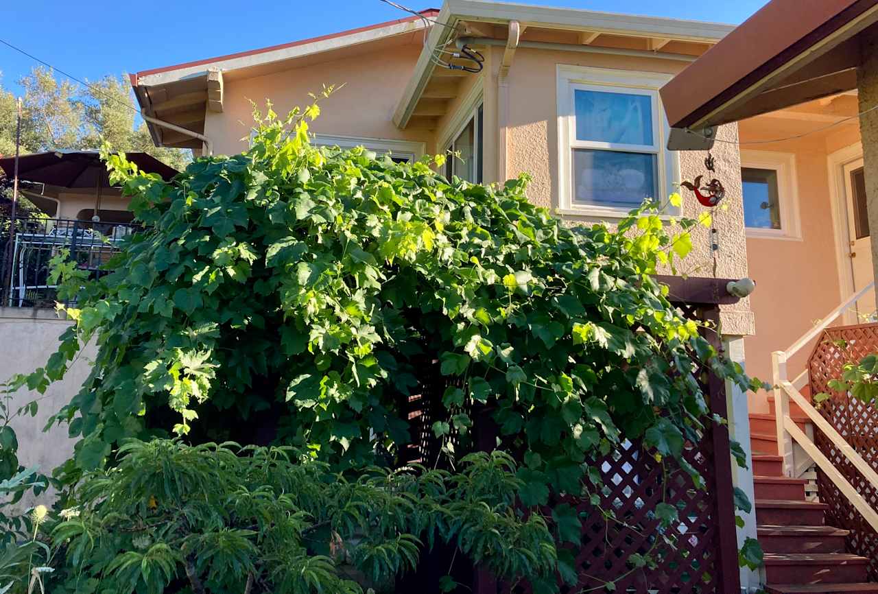 Grapevines on the go in summer