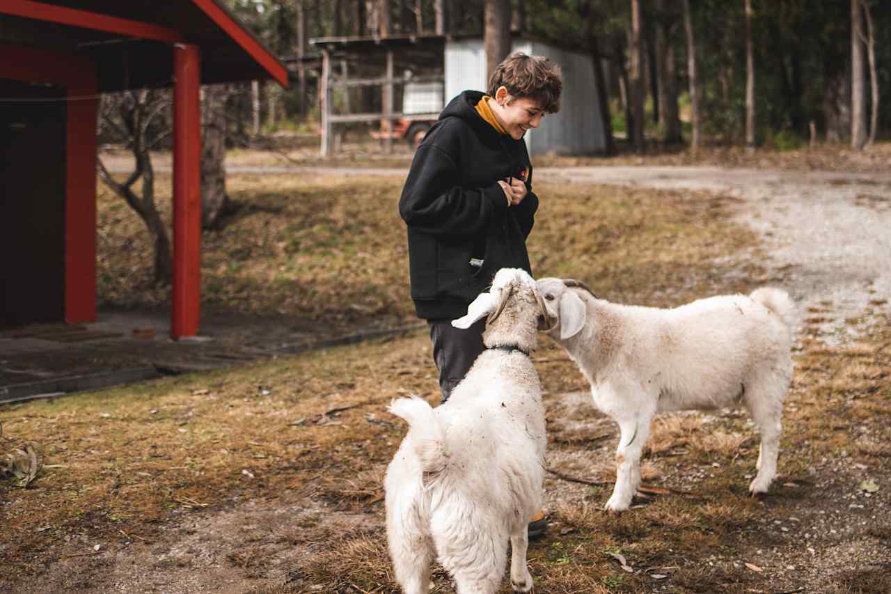 Befriending the two friendly goats