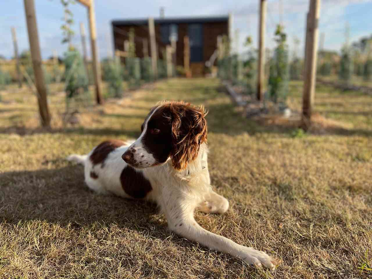 Dog friendly Vineyard enclosure 